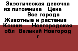 Экзотическая девочка из питомника › Цена ­ 25 000 - Все города Животные и растения » Кошки   . Новгородская обл.,Великий Новгород г.